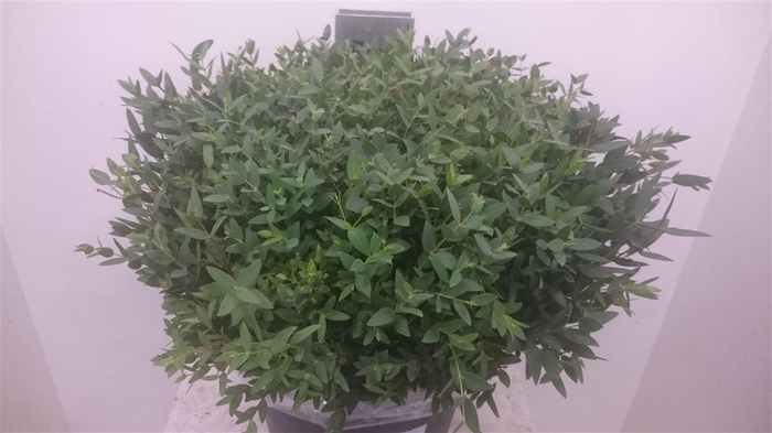 <h4>Eucalyptus per bos parvifolia</h4>