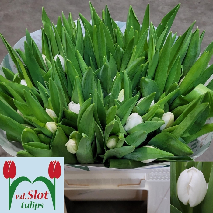 <h4>TU EN ROYAL VIRGIN</h4>