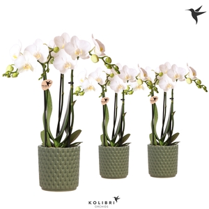 Kolibri Orchids Phalaenopsis white 3 spike in Diamond pot green