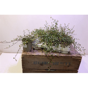 Muehlenbeck Com Maor