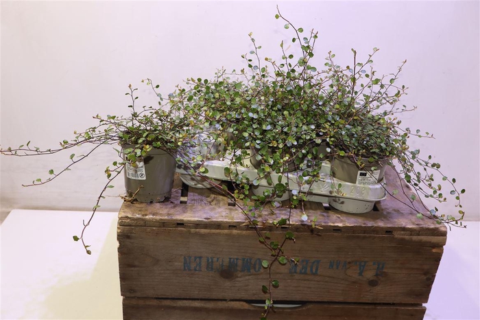 <h4>Muehlenbeck Com Maor</h4>