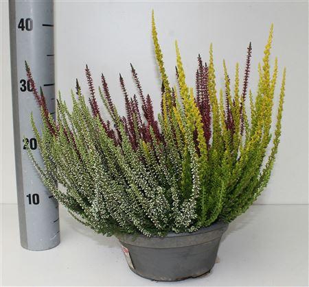 <h4>Calluna Trio 23 Er Schale Rot-gelb-weiss</h4>