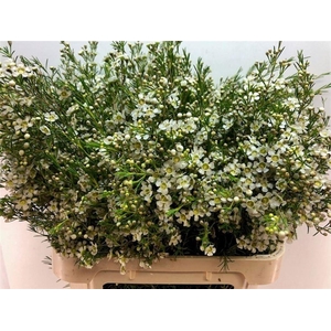 CHAME UN MAJEST WHIT