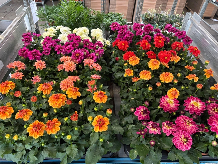 <h4>DAHLIA ROYAL GEM</h4>