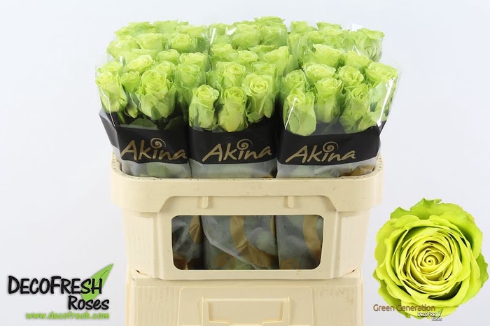 <h4>R Gr Green Generation Extra Akina</h4>