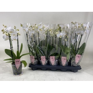 PHAL AN INVERNESS