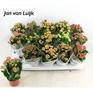 KALAN CALAN LUIJK MIX P9