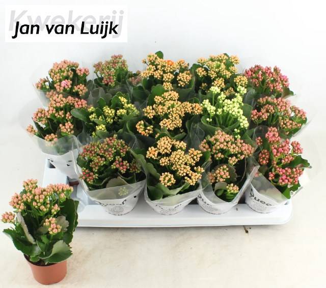 <h4>KALAN CALAN LUIJK MIX P9</h4>