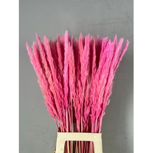 Df Pampas Silvy Bs 10pc Pink