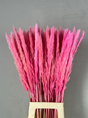 <h4>Df Pampas Silvy Bs 10pc Pink</h4>