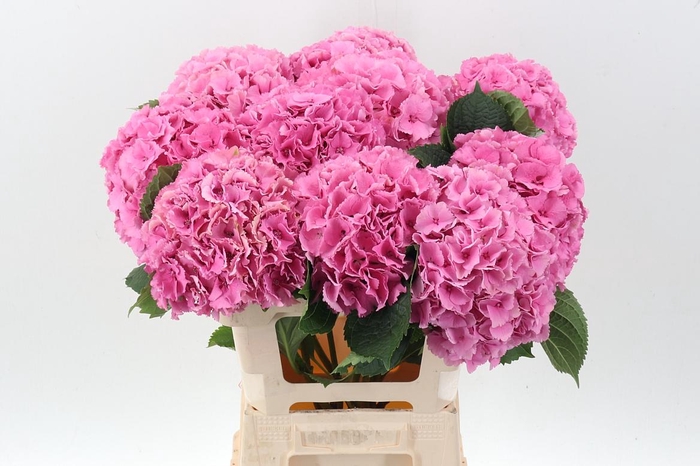 <h4>Hydr M Royal Parade</h4>