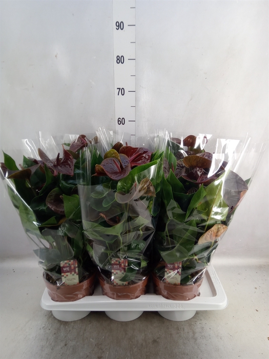 <h4>Anthurium andr. 'Essencia'</h4>