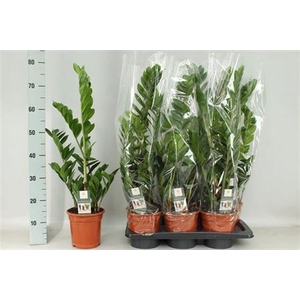 Zamio Zamiifolia