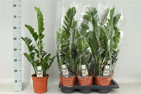 <h4>Zamio Zamiifolia</h4>