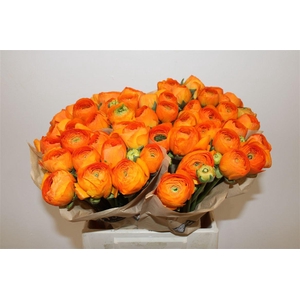 Ran Cloni Ex Lambada