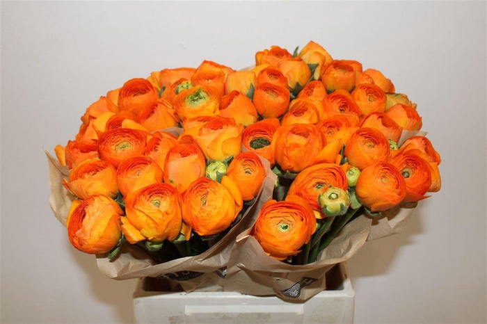 <h4>Ran Cloni Ex Lambada</h4>