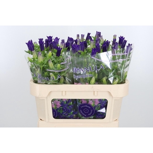 Campanula Cham Blue