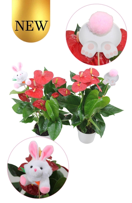 <h4>Anthurium XL.9 Jambo Red 14cm met paasstekers</h4>