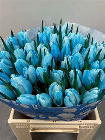 Tulp Light Blue