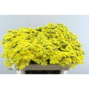 Achillea moonshine