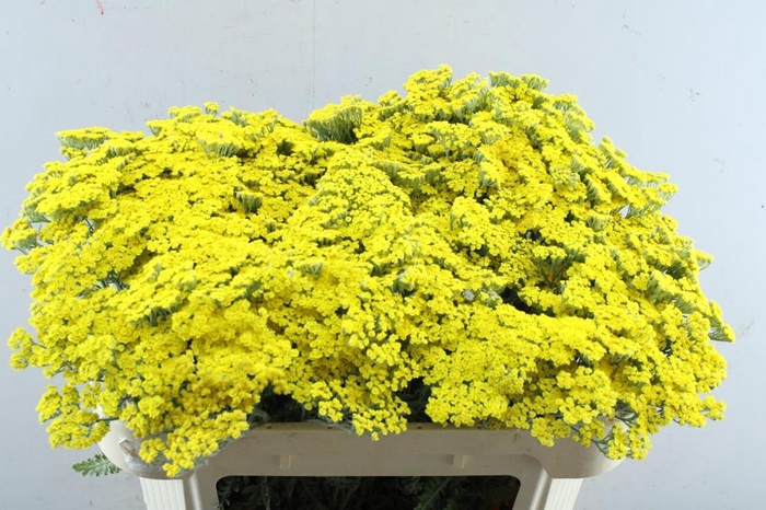 <h4>Achillea moonshine</h4>
