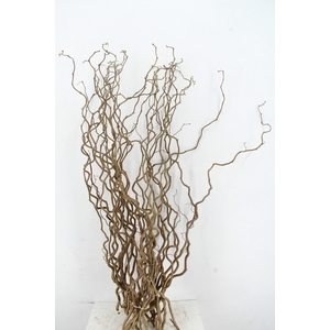 CORYL AV CONTORTA 1 JARIG 120CM