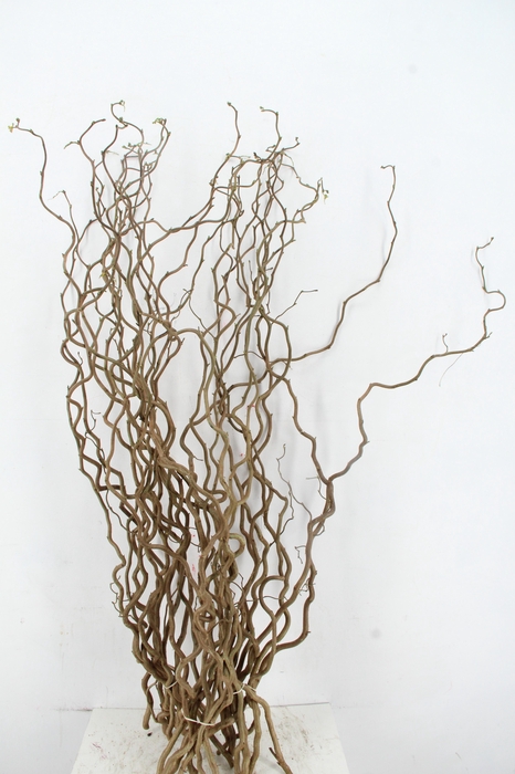 <h4>CORYL AV CONTORTA 1 JARIG 120CM</h4>