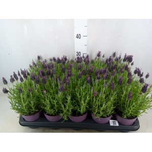 Lavandula stoec. 'Anouk'