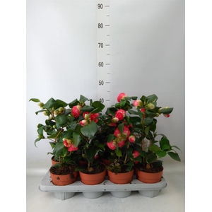 Camellia japonica 'Dr King'