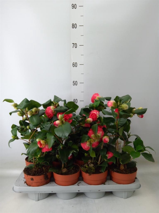 <h4>Camellia japonica 'Dr King'</h4>