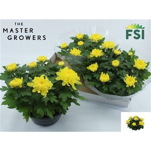 Chrys Cosmo Yellow 7pp Deco