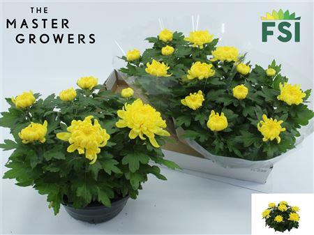 <h4>Chrys Cosmo Yellow 7pp Deco</h4>