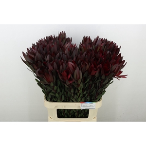 Leucadendron Saf Sunset Dark R.