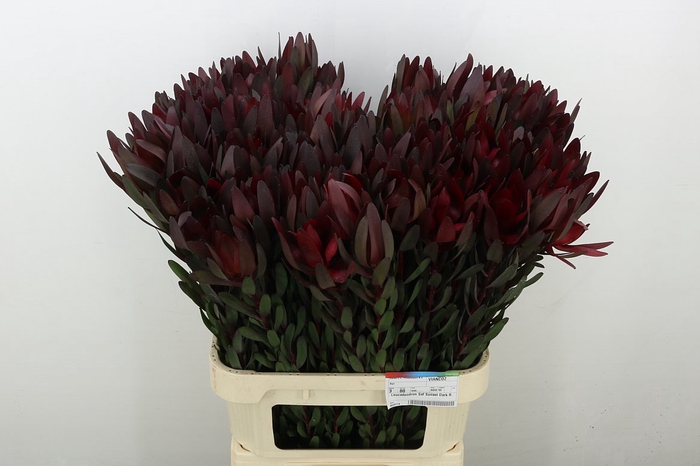 Leucadendron Saf Sunset Dark R.