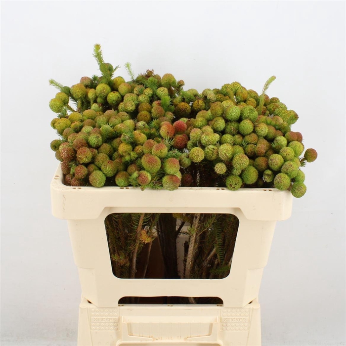 <h4>BERZ GALPINII</h4>