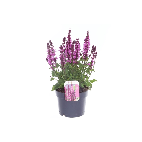<h4>Salvia nemorosa Rose Marvel</h4>