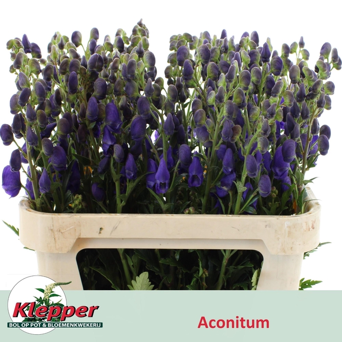 <h4>ACONI CAR ARENDSII</h4>