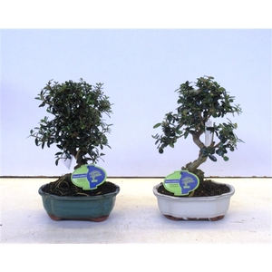 Olea sylvestris, pot 18cm.