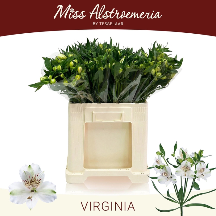 <h4>ALSTR VIRGINIA</h4>