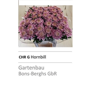 CHR G HORNBILL