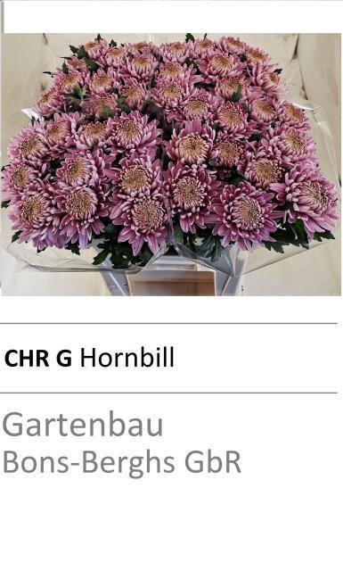 <h4>CHR G HORNBILL</h4>