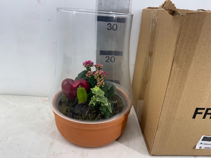 <h4>ARR PL IN SCHAAL</h4>