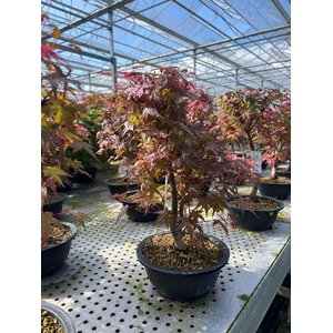 Acer palmatum Deshojo, 20 cm.