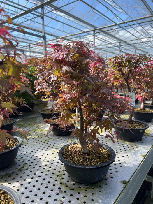 <h4>Acer palmatum Deshojo, 20 cm.</h4>