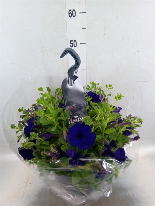 <h4>Petunia  'Surfinia'   ...</h4>