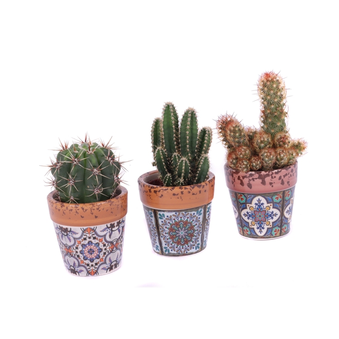 <h4>Cactus 5,5 cm in marrakech sierpot</h4>