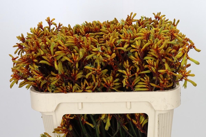 <h4>Anigozanthos Gold Fever</h4>
