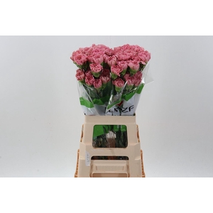 Dianthus ST 'Lege'