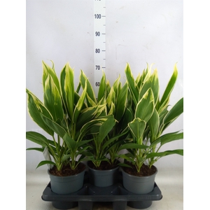 Cordyline fruti. 'Conga'