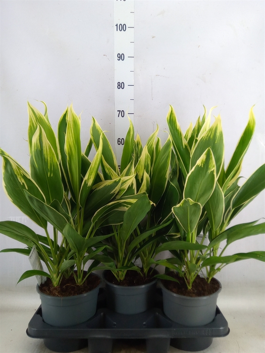 <h4>Cordyline fruti. 'Conga'</h4>